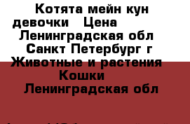 Котята мейн-кун девочки › Цена ­ 13 000 - Ленинградская обл., Санкт-Петербург г. Животные и растения » Кошки   . Ленинградская обл.